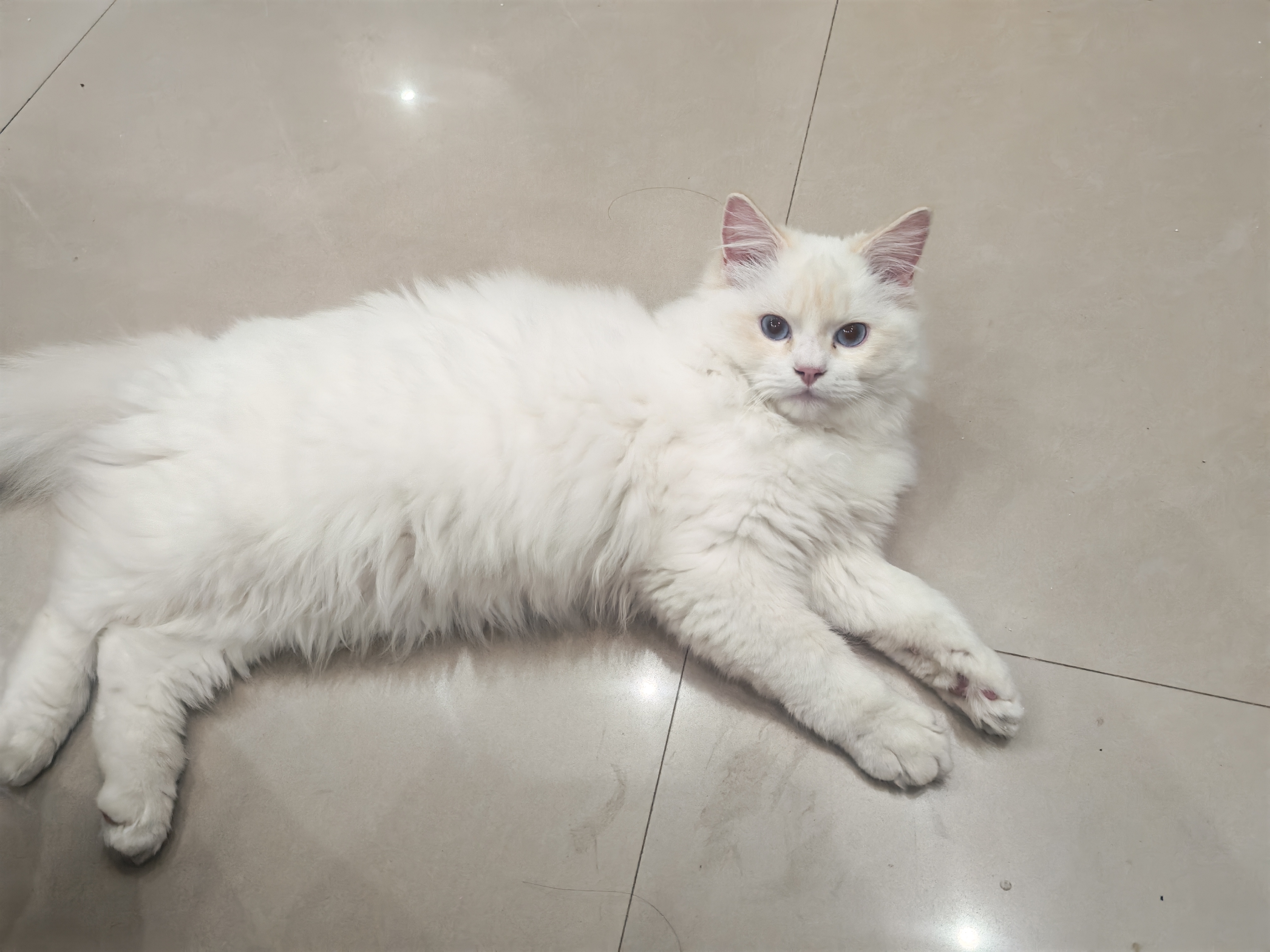 纯种火焰色布偶